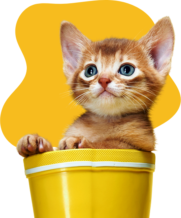 Cat Photo